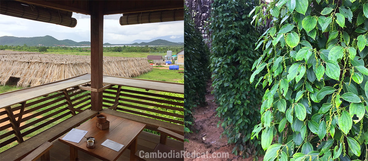 Kampot Pepper Farm