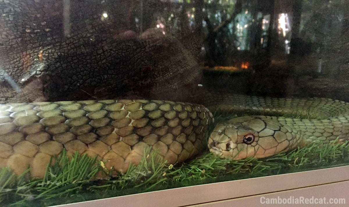 Snake House in Sihanoukville