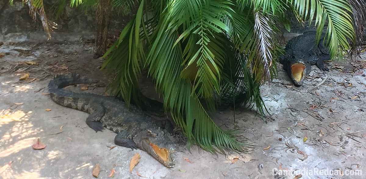 Snake House in Sihanoukville 2